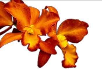 Fire Orchid Hm page 350x239