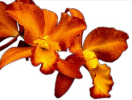 Fire Orchid the icon of a life of passion